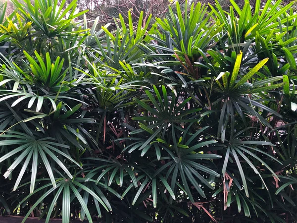 stock image Beautiful dark green foliage (Lady Palm)