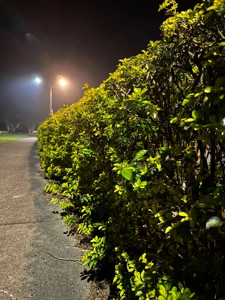 Темно Зеленые Листья Ночам — стоковое фото