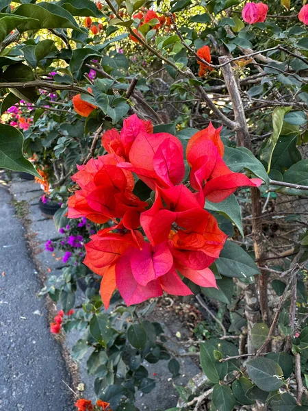 Flores Vermelhas Beira Estrada Bougainvillea — Fotografia de Stock