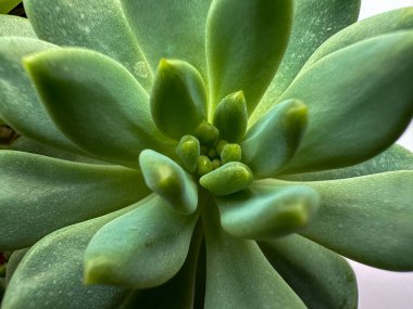 Güzel sulu (taş lotus Graptopetalum paraguayense) makro fotoğrafçılık