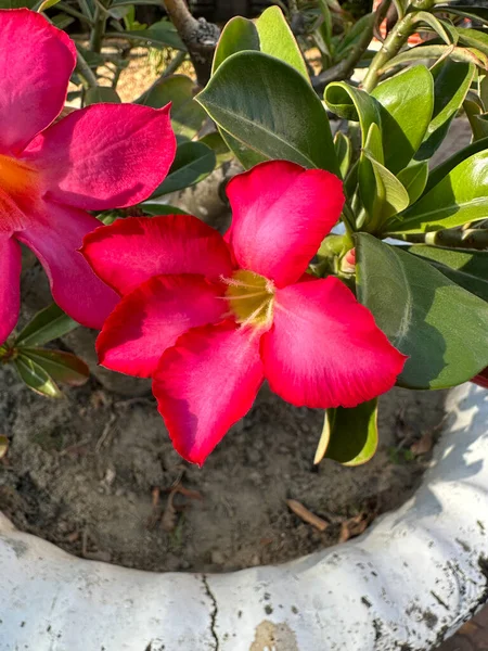 Flor Vermelha Vaso Planta Desert Rose — Fotografia de Stock