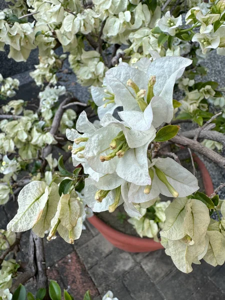 Fehér Virágok Szélén Bougainvillea — Stock Fotó