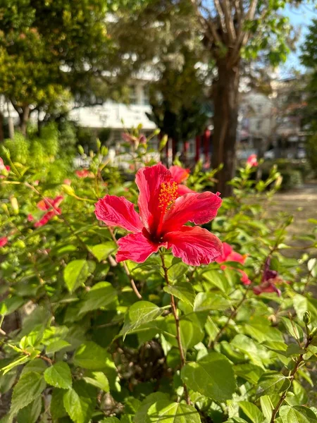 Bel Fiore Rosso Hibiscus — Foto Stock