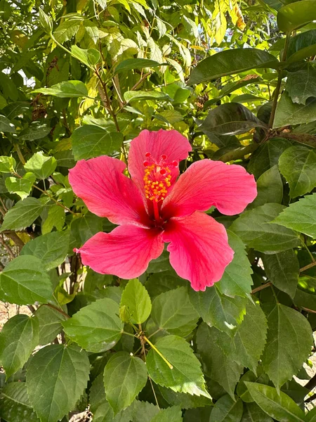 Красивый Красный Цветок Хибискус — стоковое фото