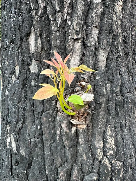 나무의 줄기에 새싹들 — 스톡 사진