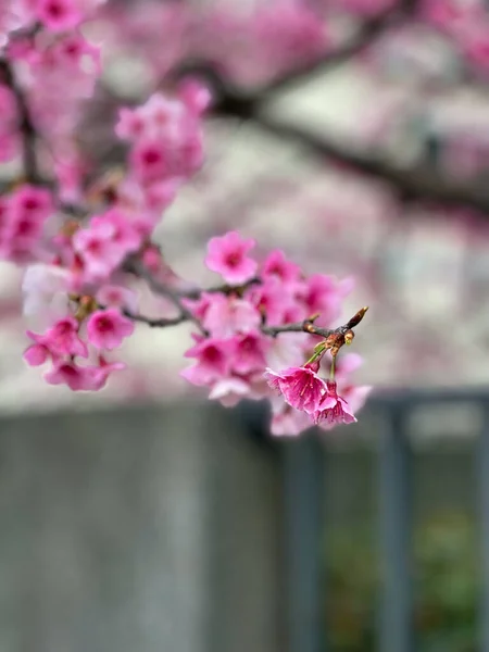 Belles Fleurs Cerisier Hiver Fond Flou — Photo