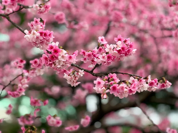 Schöne Kirschblüten Winter Verschwommener Hintergrund — Stockfoto