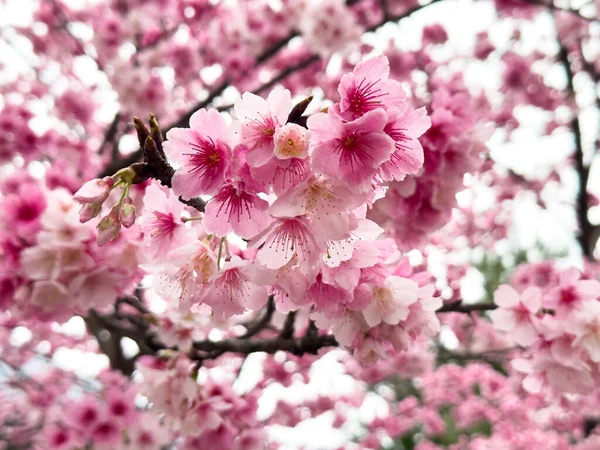 Beautiful Cherry Blossoms Winter Blurred Background — Stock Photo, Image