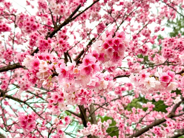 美丽的樱花在冬天绽放 — 图库照片
