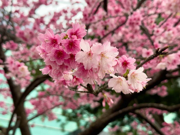 Красиве Цвітіння Вишні Взимку Затуманений Фон — стокове фото