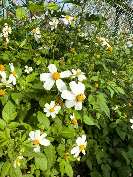 Gyönyörű Fehér Virágok Szélén — Stock Fotó