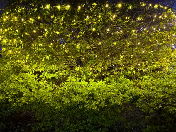 Arbustos Luzes Noite — Fotografia de Stock