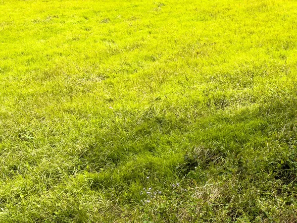 春の新緑の草原 — ストック写真