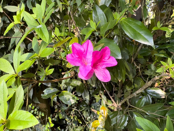 Розовый Цветок Цветет Лозе — стоковое фото
