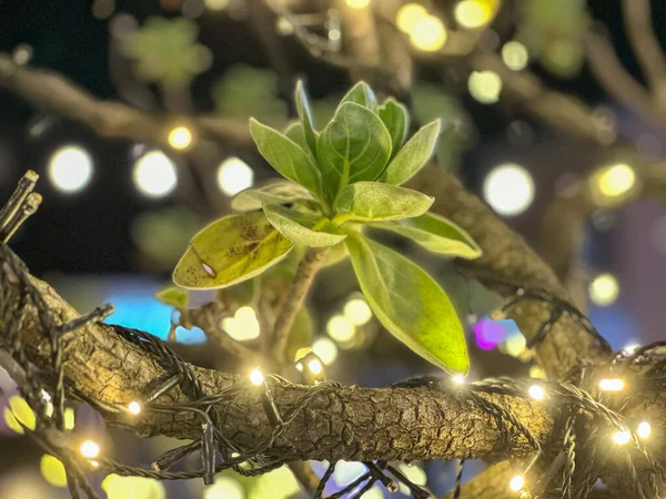 Una Rama Árbol Con Luces Una Planta Verde Ella —  Fotos de Stock