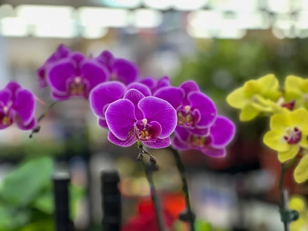 美丽的紫色兰花盆栽植物 — 图库照片