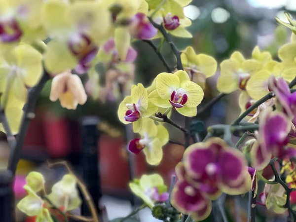 Belles Orchidées Violettes Jaunes Dans Des Pots — Photo