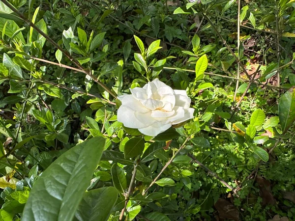 Fehér Gardenia Virágok Nap Alatt — Stock Fotó