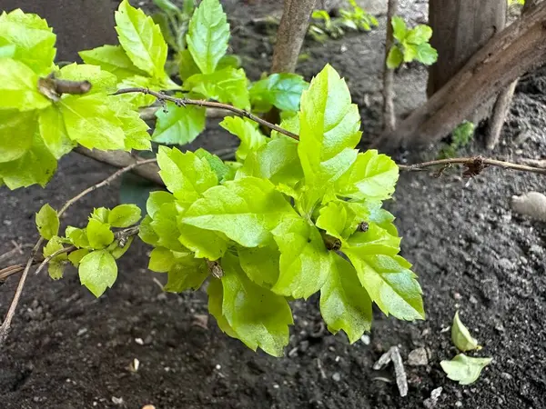 Frische Grüne Blätter Mit Etwas Erde — Stockfoto