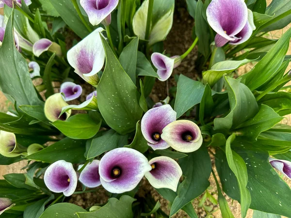 Hermosas Flores Color Púrpura Oscuro Zantedeschia Bajo Sol — Foto de Stock