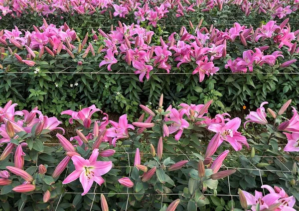 Rózsaszín Liliom Virágok Nap Alatt — Stock Fotó