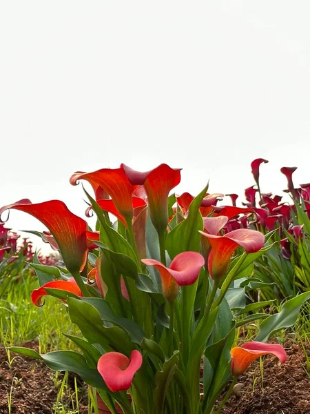 美丽的红色花朵 Zantedeschia 在阳光明媚的蓝天下 — 图库照片