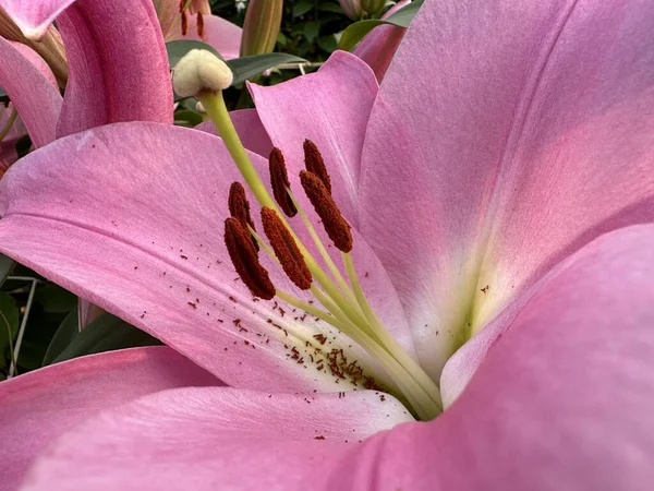 美丽的花宏观摄影 粉红百合花 — 图库照片