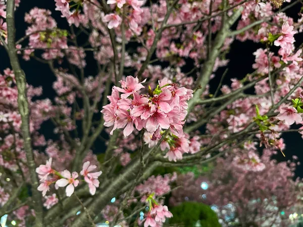 Pink cherry blossoms in the dark night with blurred background