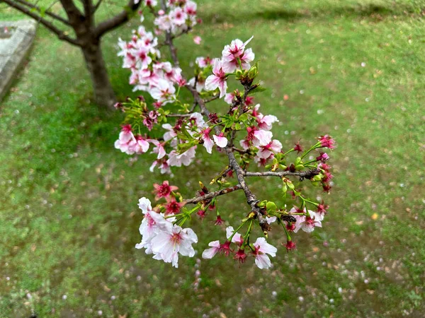 Beau Cerisier Blanc Avec Fond Flou — Photo