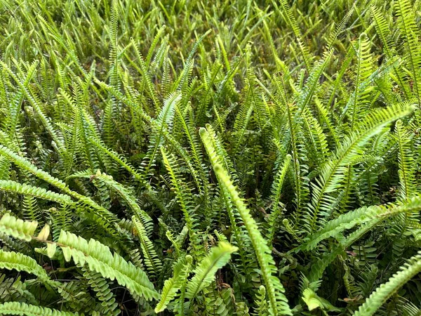 stock image Beautiful Tuberous Sword Fern with blurred background