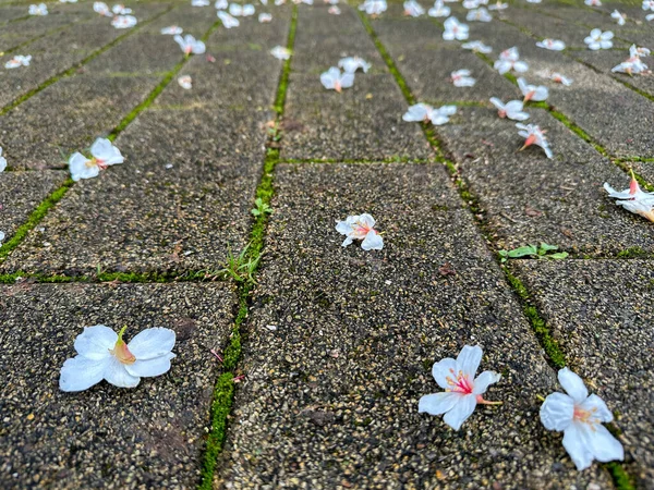 Stock image Beautiful white flowers (tung flower) and roads