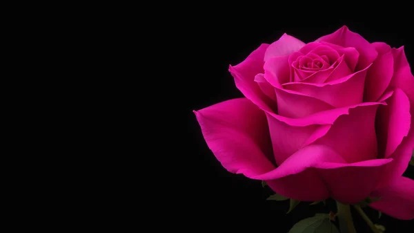 pink rose on black background with copy space for valentine's day