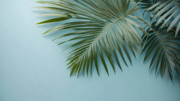 palm leaves product advertisement light blue background