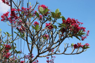 Frangipani türünün kırmızı çiçeği.