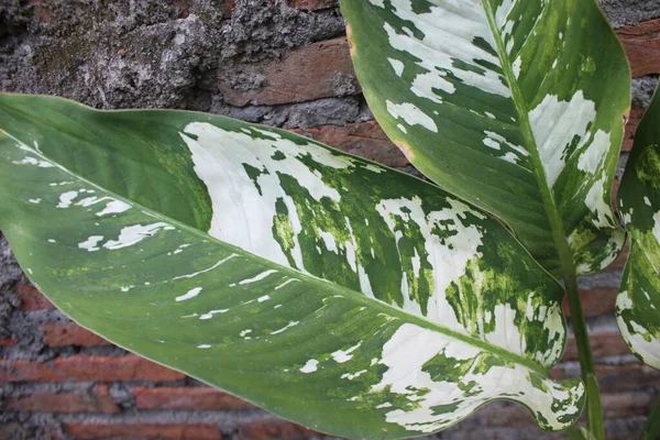 Grün Weiß Gefärbte Blätter Der Pflanzenart Dieffenbachia — Stockfoto