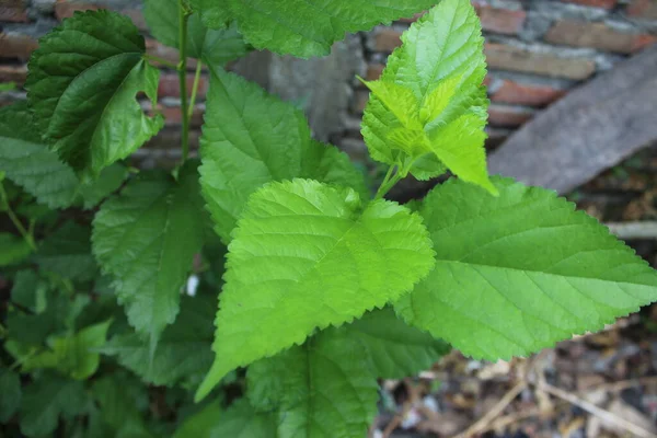 Grünes Blatt Der Pflanze Morus Rubra — Stockfoto