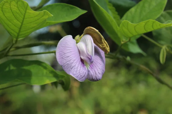 セントロセマ バージニア種植物の紫色の花 — ストック写真