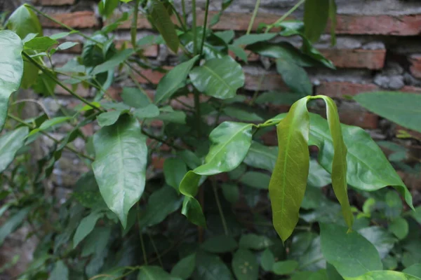 Πράσινα Φύλλα Του Φυτού Gnetum Gnemon — Φωτογραφία Αρχείου