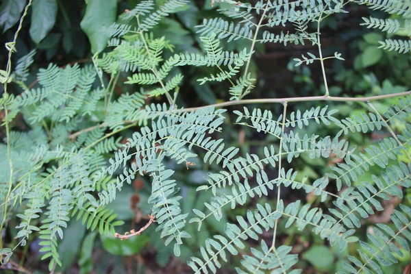 Små Gröna Blad Växtarten Leucaena Leucocephala — Stockfoto