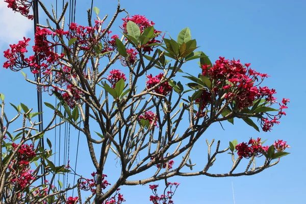フランジパニ種植物の赤い花 — ストック写真