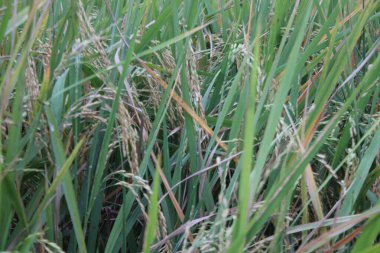 Tarlalara yeni pirinç filizleri ekiliyor.