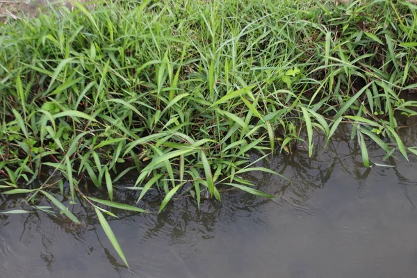 稻草植物生长在稻田里的尖尖的绿叶 — 图库照片