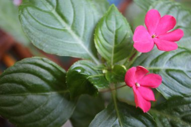 Bitki türünün pembe çiçekleri Turnera ulmifolia