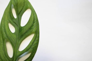 Bir bitki türünün yaprağı. Beyaz arka planda bir canavar.