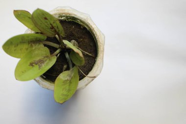 Ağaç dikmek için kullanılan kullanılmış bir şişeden bir kap.