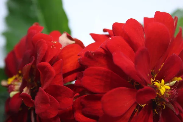 Schöne Rote Blüten Der Pflanzenart Zinia Elegans Auf Weißem Hintergrund — Stockfoto