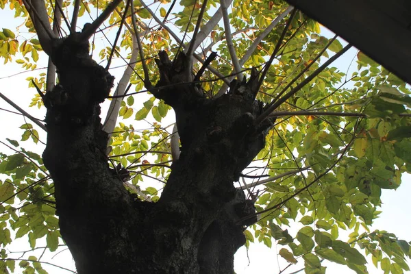 Silhueta Uma Árvore Grande Com Muitos Ramos — Fotografia de Stock