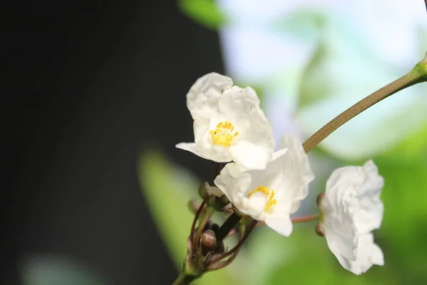 white flowers of the plant species echinodorus sp