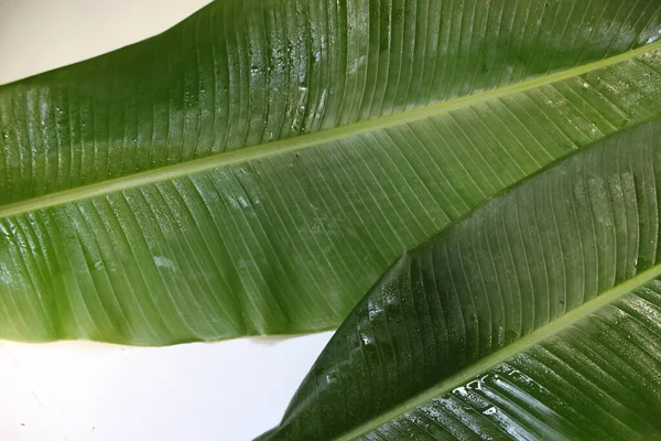 ムーサ バルビジアナ バナナ工場の緑の葉 — ストック写真