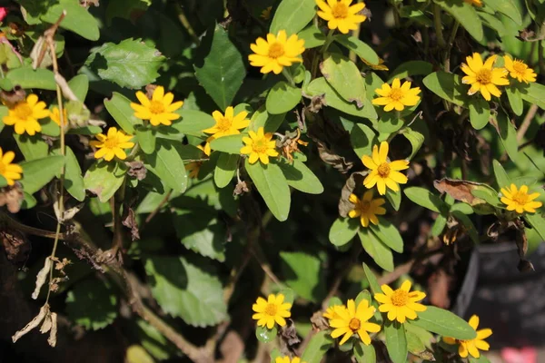 Жовта Квітка Wedelia — стокове фото